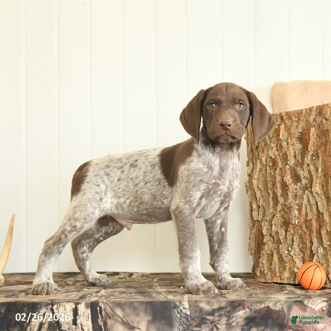 German Shorthaired Pointer dogs for sale: Dakota - Ad 3