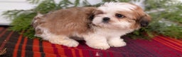 Shih Tzu dogs for sale: Bear - Ad 8