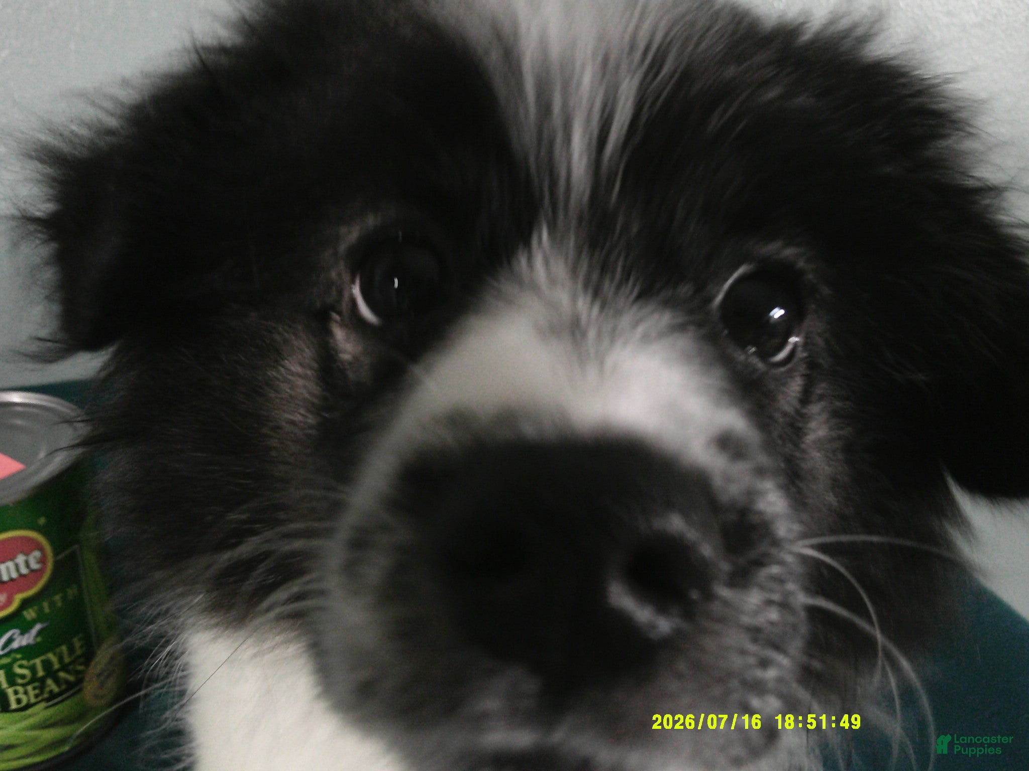Pomeranian dogs Dylan - Ad 1