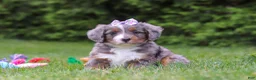 Bernedoodle dogs for sale: Aurora  - Ad 2
