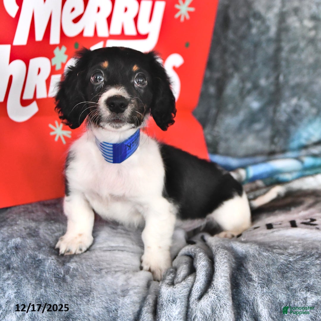 Miniature Dachshund dogs for sale: Master Jack - Ad 3