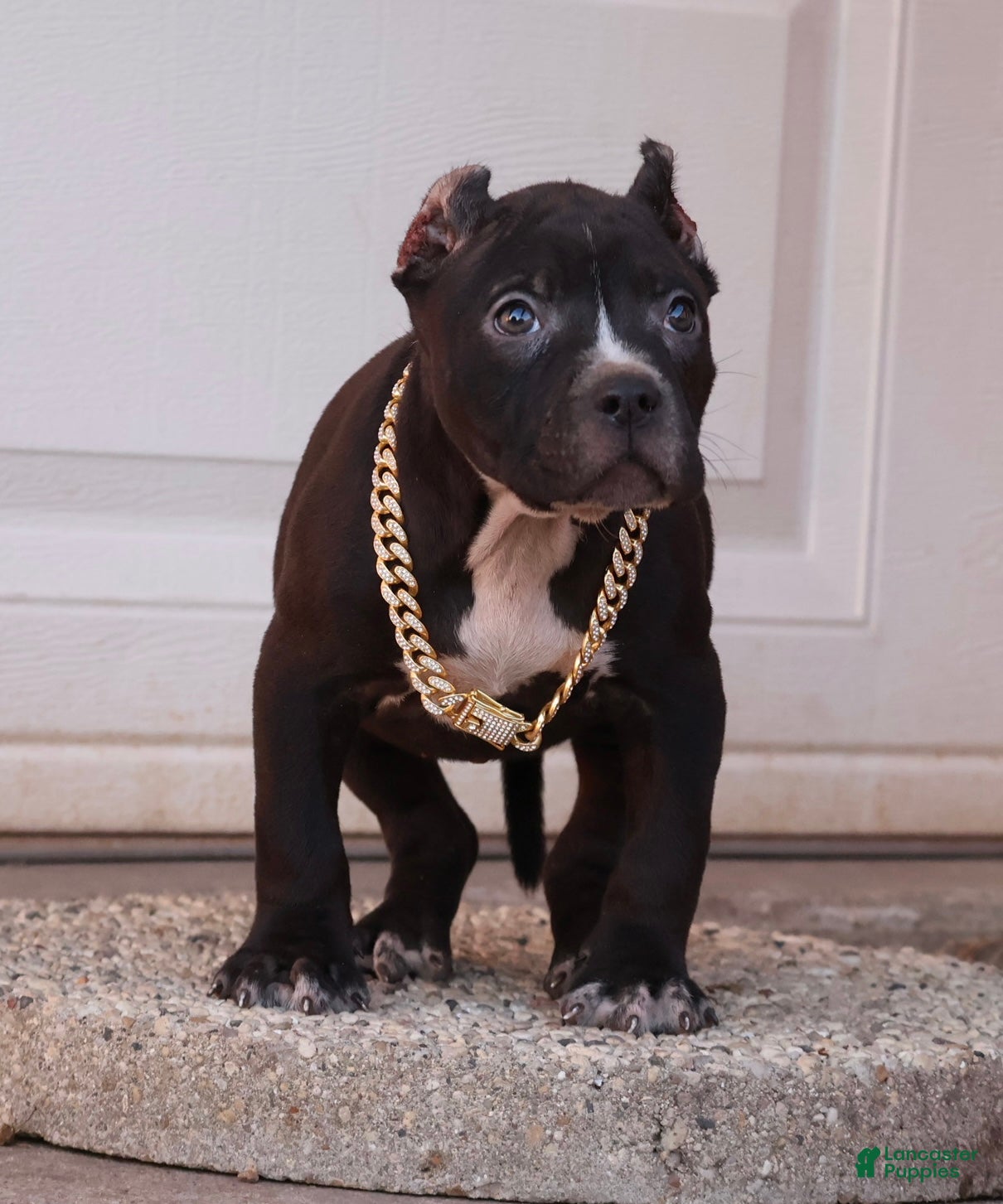 American Bully dogs Amora - Ad 1