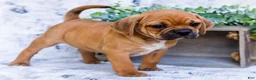 Puggle dogs for sale: Terry - Ad 4