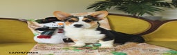 Welsh Corgi Pembroke dogs for sale: Nellie - Ad 2