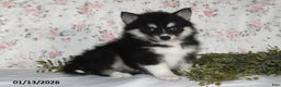 Pomsky dogs for sale: Kate - Ad 5