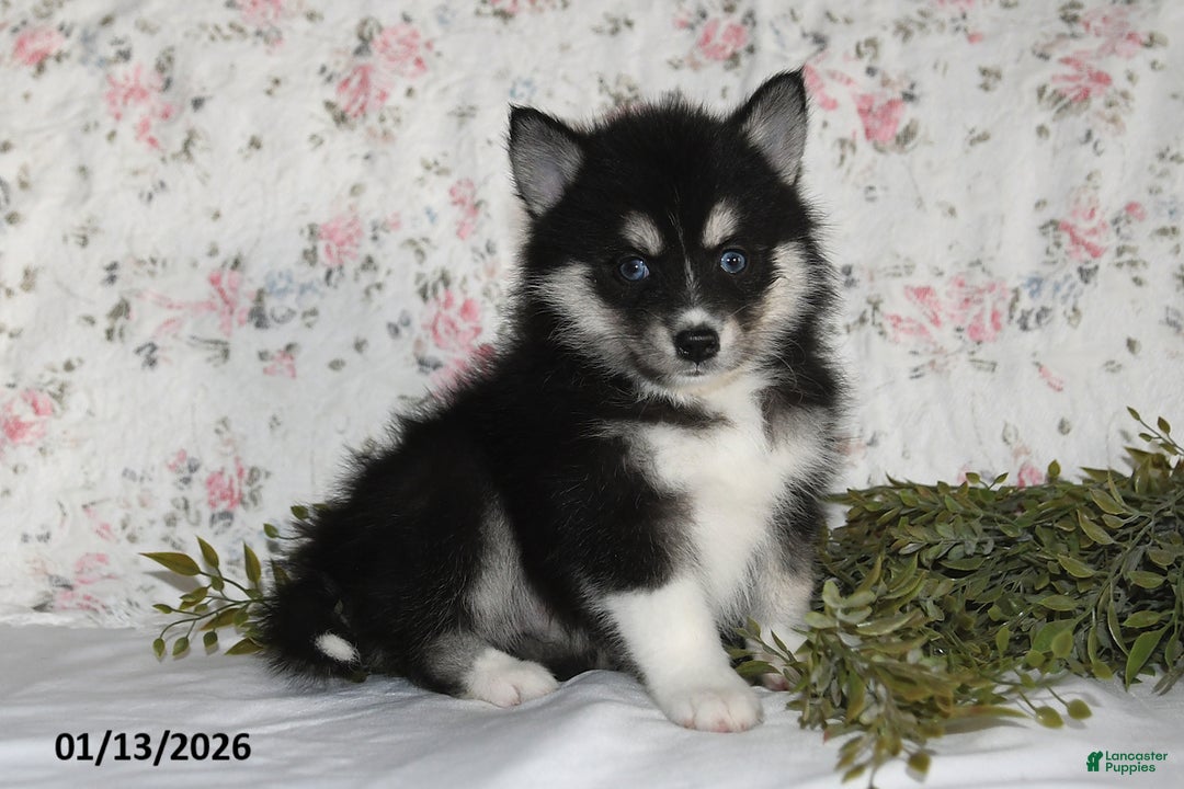 Pomsky dogs for sale: Kate - Ad 5