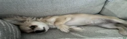 Chihuahua dogs for sale: Chihuahua 1 - Ad 5