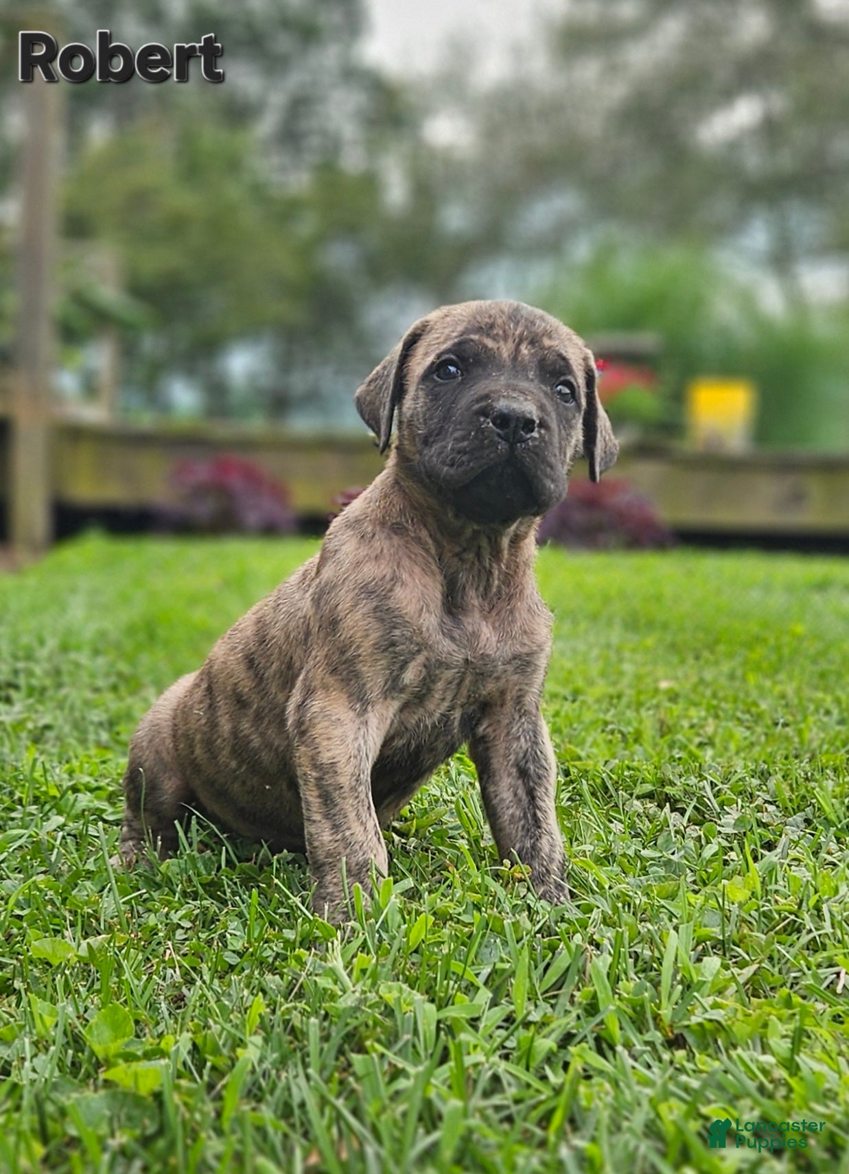 English Mastiff dogs Robert  - Ad 2