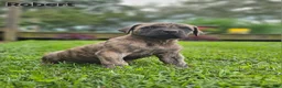 English Mastiff dogs for sale: Robert  - Ad 2
