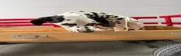 Dalmatian dogs for sale: Talia - Ad 7