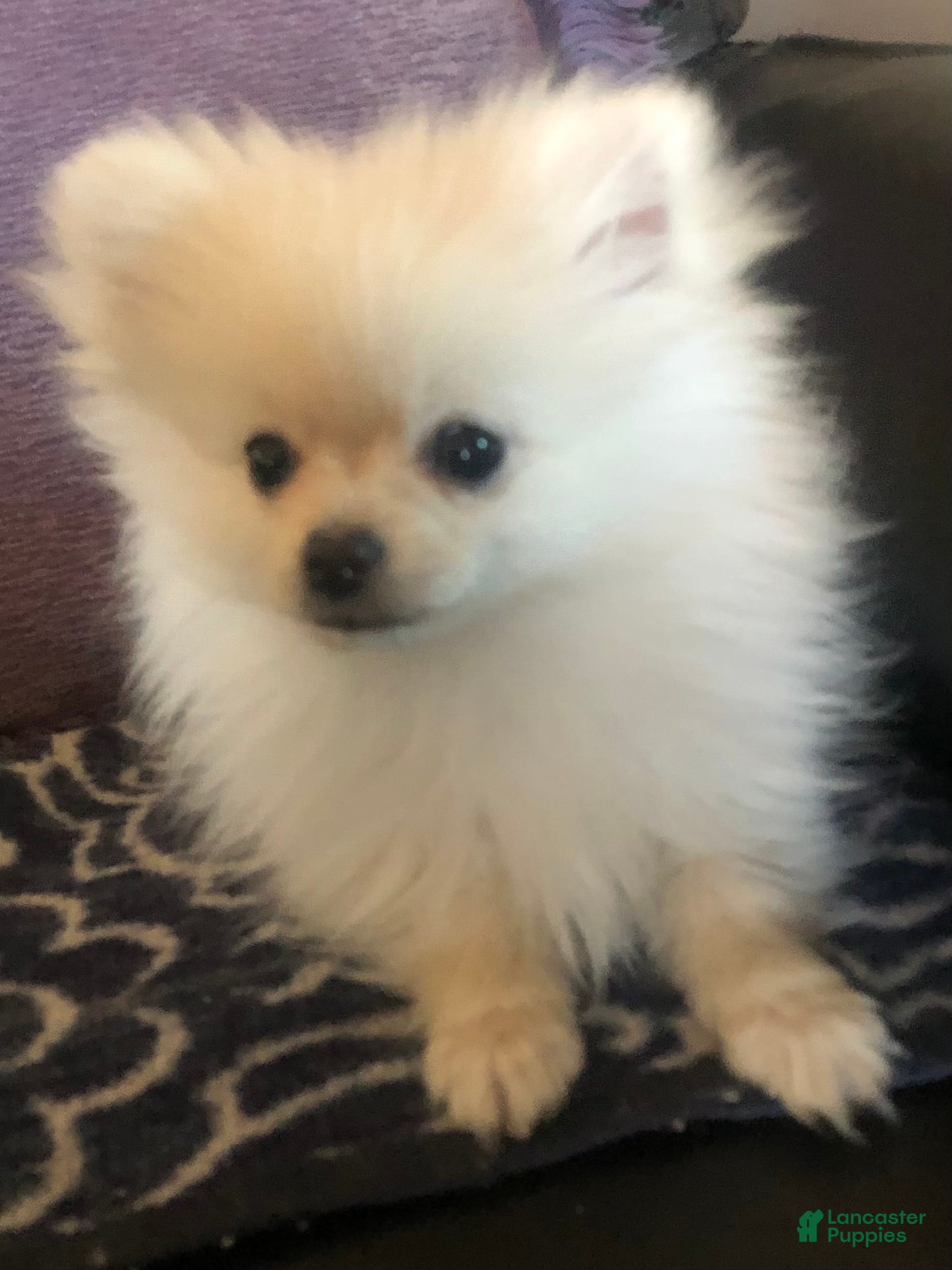 Pomeranian dogs Sylvie - Ad 1