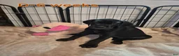 Great Dane dogs for sale: Diva Denise - Ad 10