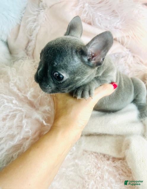 French Bulldog dogs French Bulldog Puppy 1 - Ad 2