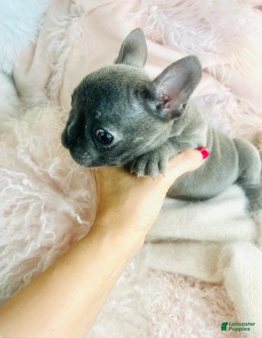 French Bulldog dogs for sale: French Bulldog Puppy 1 - Ad 2