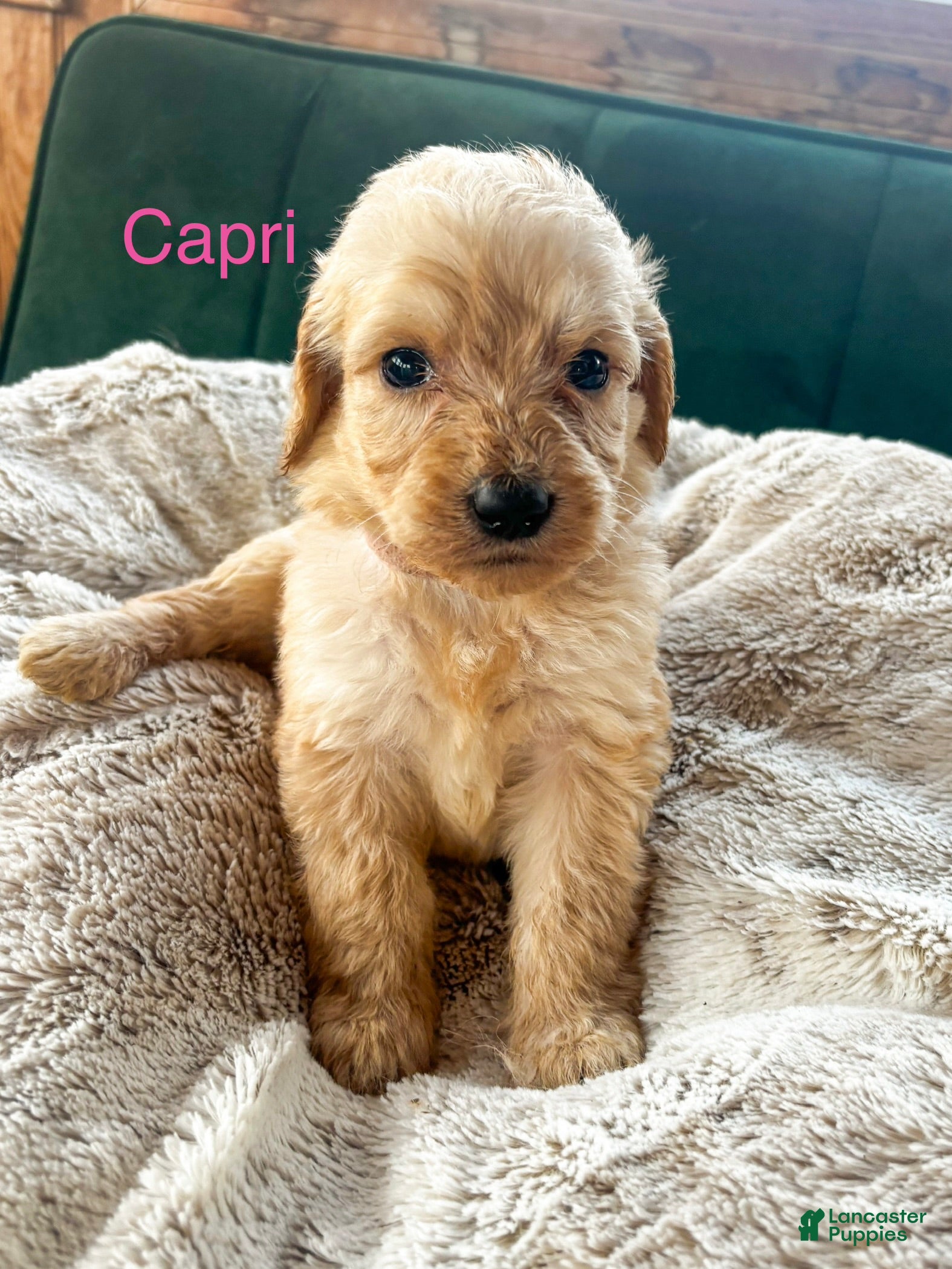 Goldendoodle dogs Capri - Ad 40