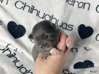 Chihuahua dogs Fiona Blue Tricolor Long Coat - Ad 4