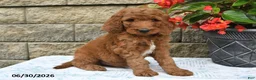 Goldendoodle dogs for sale: Jasper - Ad 1