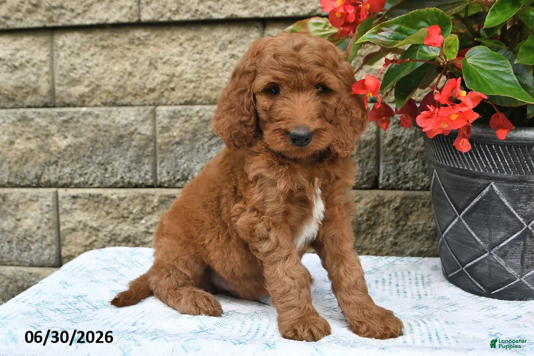 Goldendoodle dogs for sale: Jasper - Ad 1