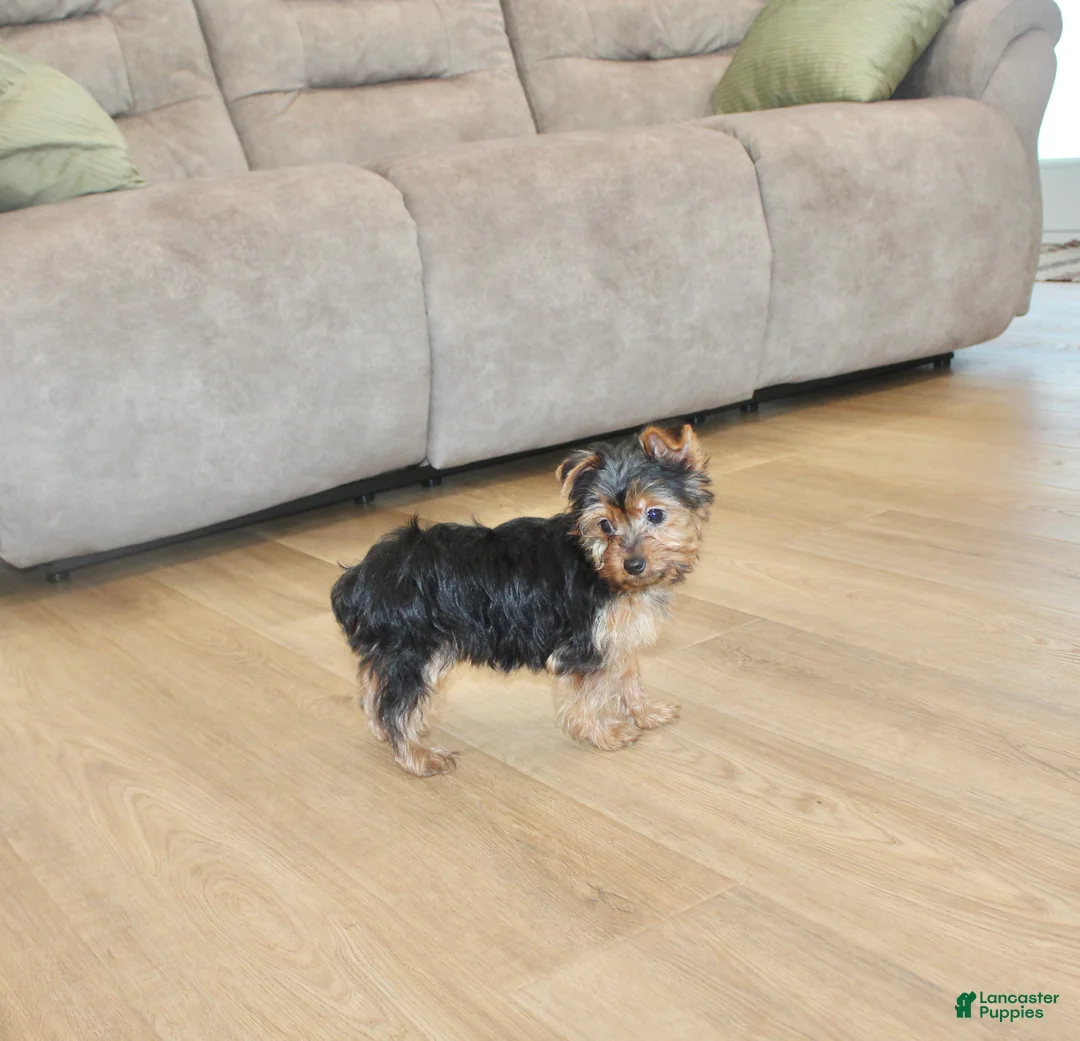 Yorkshire Terrier dogs for sale: Peaches - Ad 8