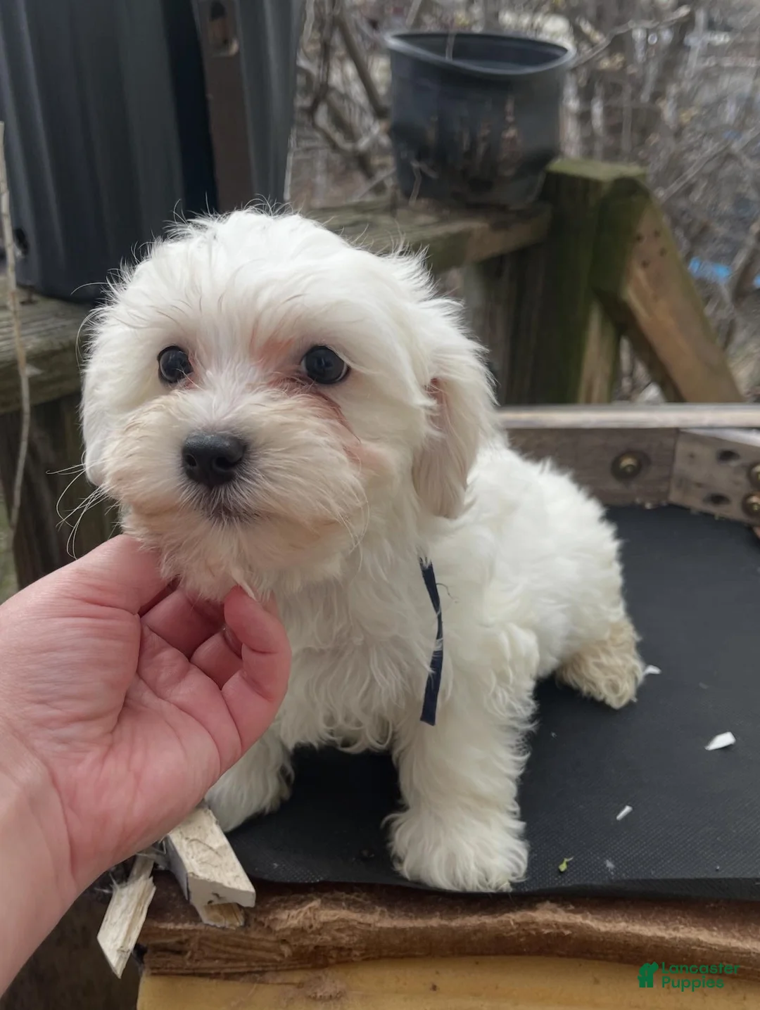 Maltipoo dogs for sale: Whiskey - Ad 2