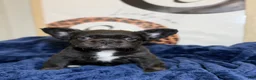 French Bulldog dogs for sale: Prada - Ad 6