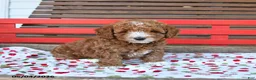 Miniature Poodle dogs for sale: Romeo - Ad 3