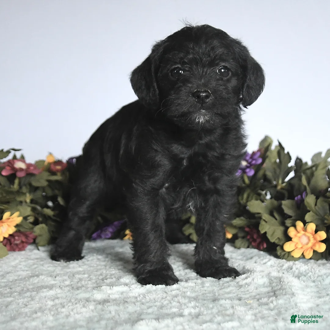 Mixed Breed dogs for sale: Nellie - Ad 2