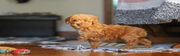 Miniature Poodle dogs for sale: Fiona - Ad 4