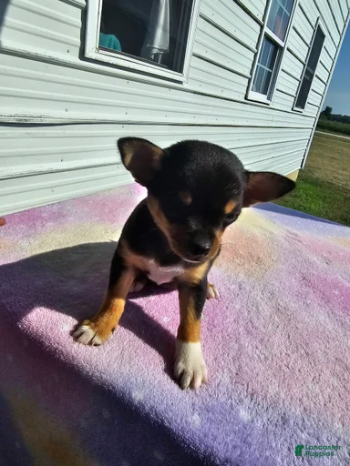 Gallery Image {{count}}