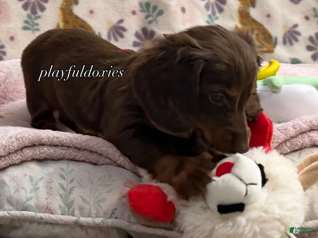 Dachshund dogs for sale:  AKC Chocolate & Tan Long Haired Female Dachshund ALL Clear - Ad 1