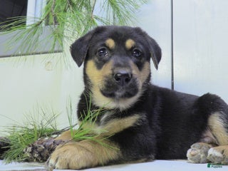 German Shepherd dogs - Ad 19