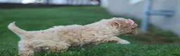 Havapoo dogs for sale: OREO - Ad 6