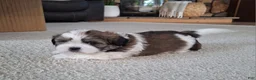 Shih Tzu dogs for sale: Archie - Ad 7