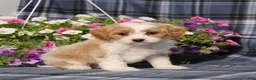 Cavapoo dogs for sale: BJ's Waldo - Ad 1