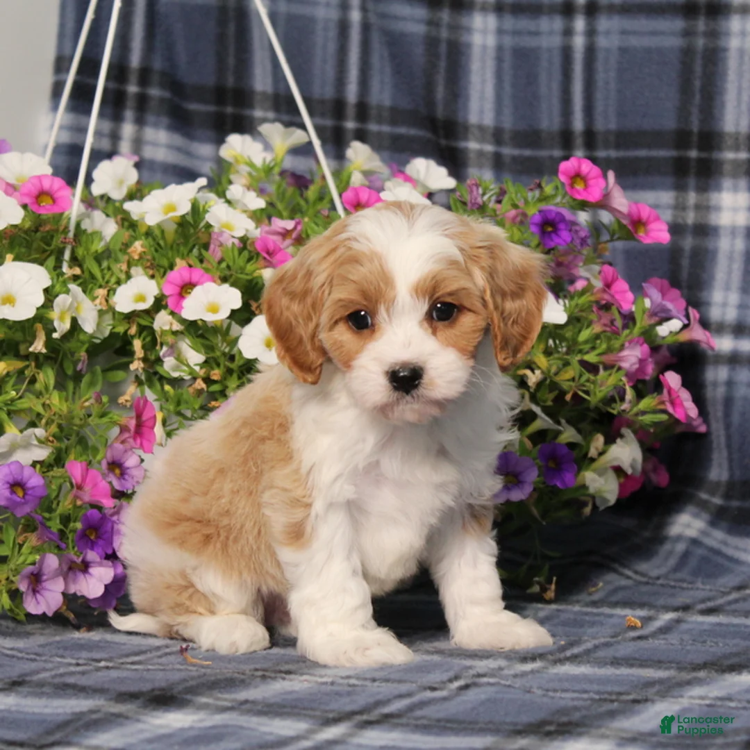 Cavapoo dogs for sale: BJ's Waldo - Ad 1