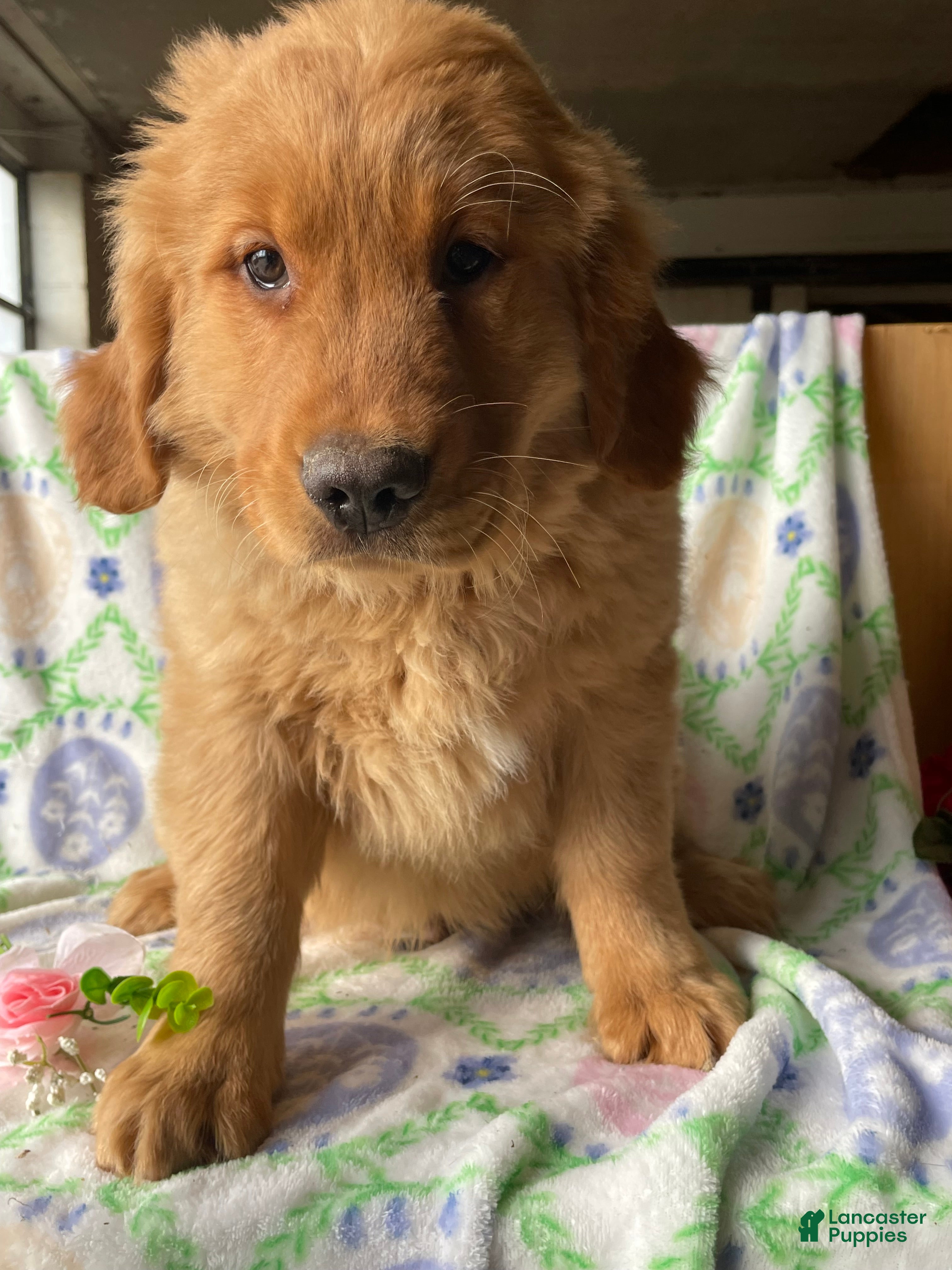 Golden Retriever dogs Kennedy - Ad 34