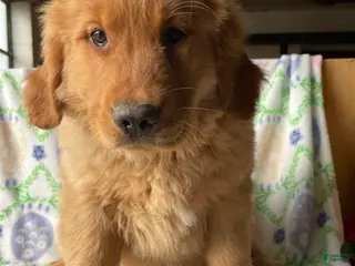 Golden Retriever dogs Kennedy - Ad 20