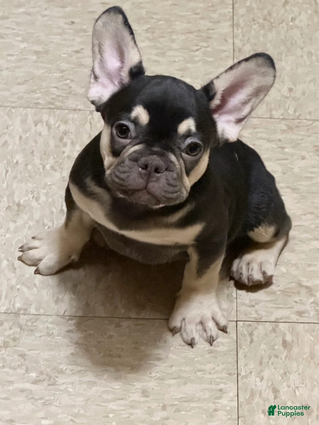 French Bulldog dogs for sale: French Bulldog Puppy 4 - Ad 2