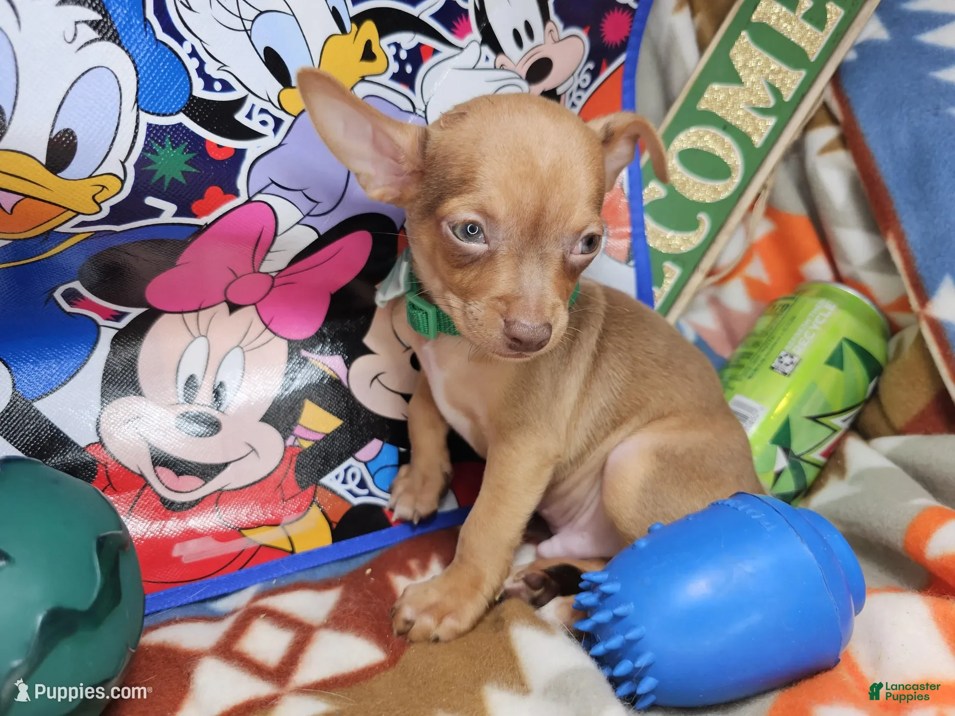 Chihuahua dogs Hulky (Hazel eyes) - Ad 18