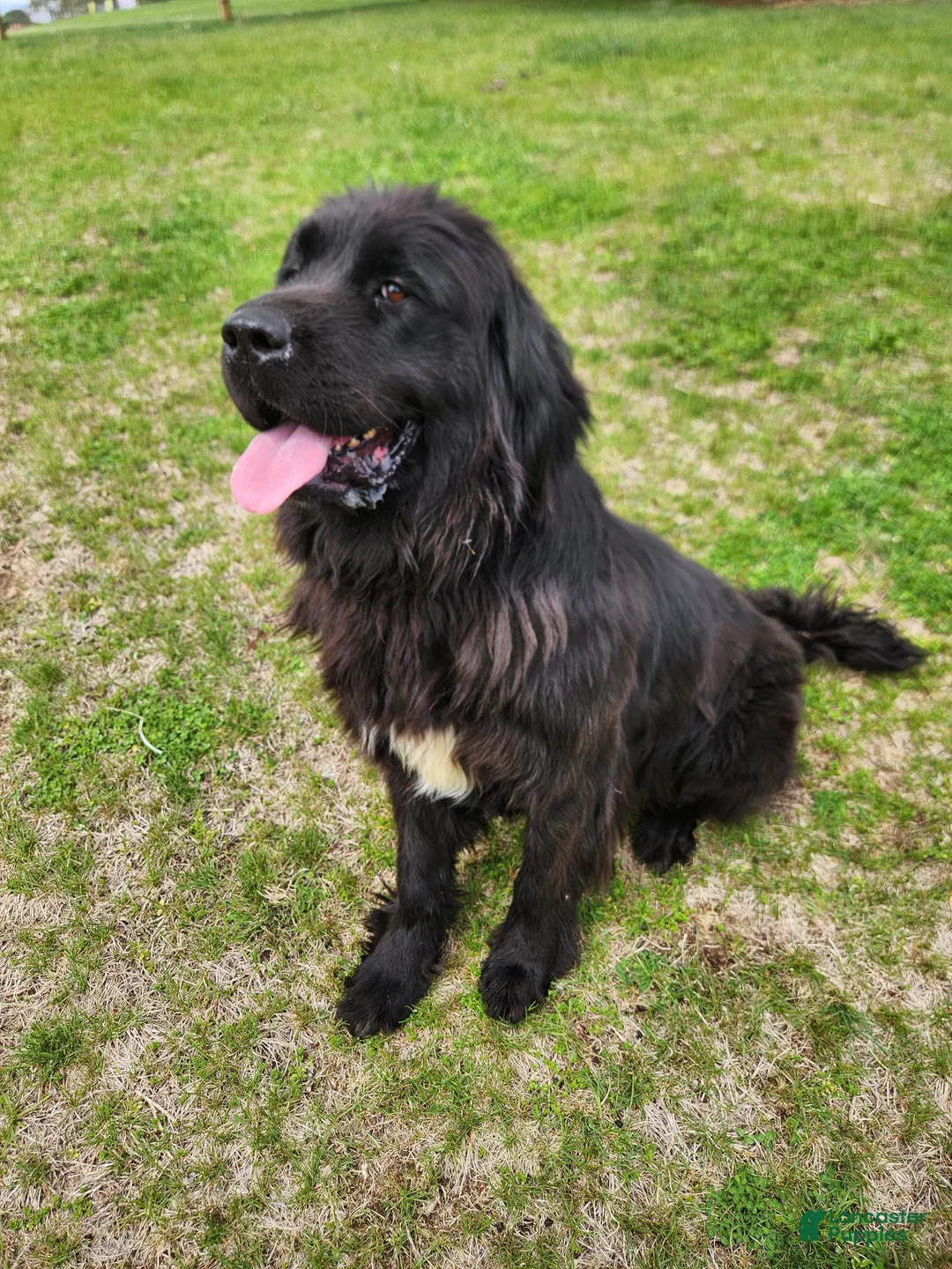 Newfoundland dogs for sale: Newfoundland Puppy 1 - Ad 1