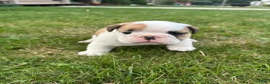 Buster