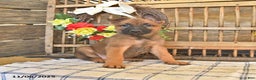 Mixed Breed dogs for sale: Omelet  - Ad 8