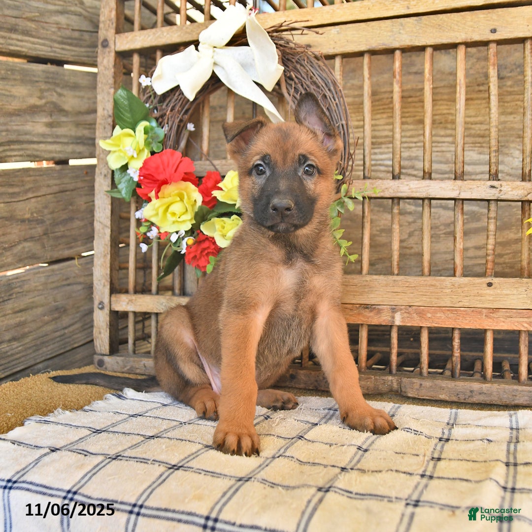 Mixed Breed dogs for sale: Omelet  - Ad 8