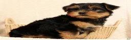Yorkshire Terrier dogs for sale: Amber - Ad 9
