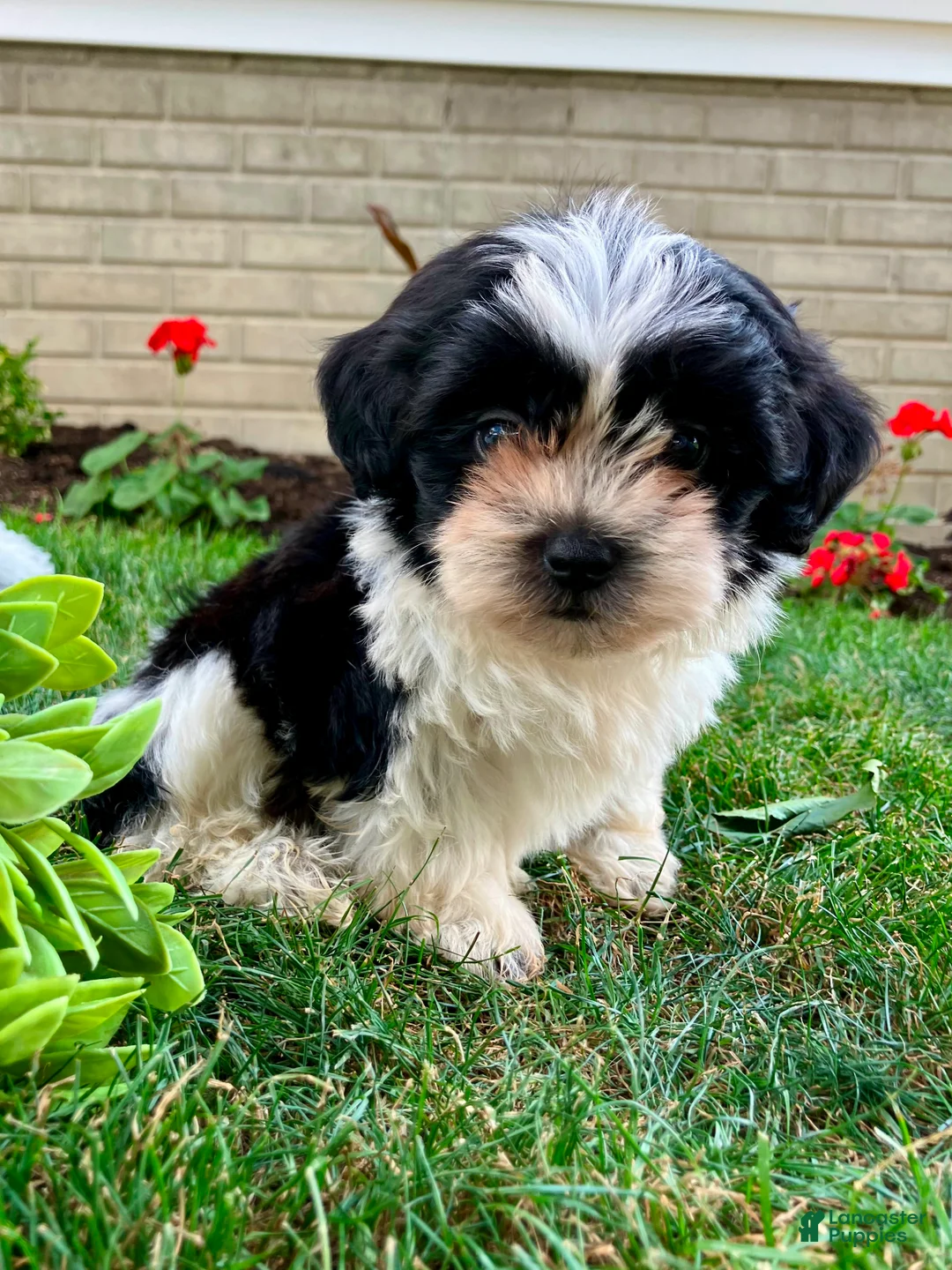 Teddy Bear dogs for sale: Camilla - Ad 1