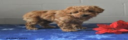 Miniature Labradoodle dogs for sale: Roxy - Ad 2