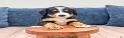 Bernese Mountain Dog dogs for sale: Jagger - Ad 3