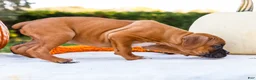 Boxer dogs for sale: Oscar Boxer - Ad 3