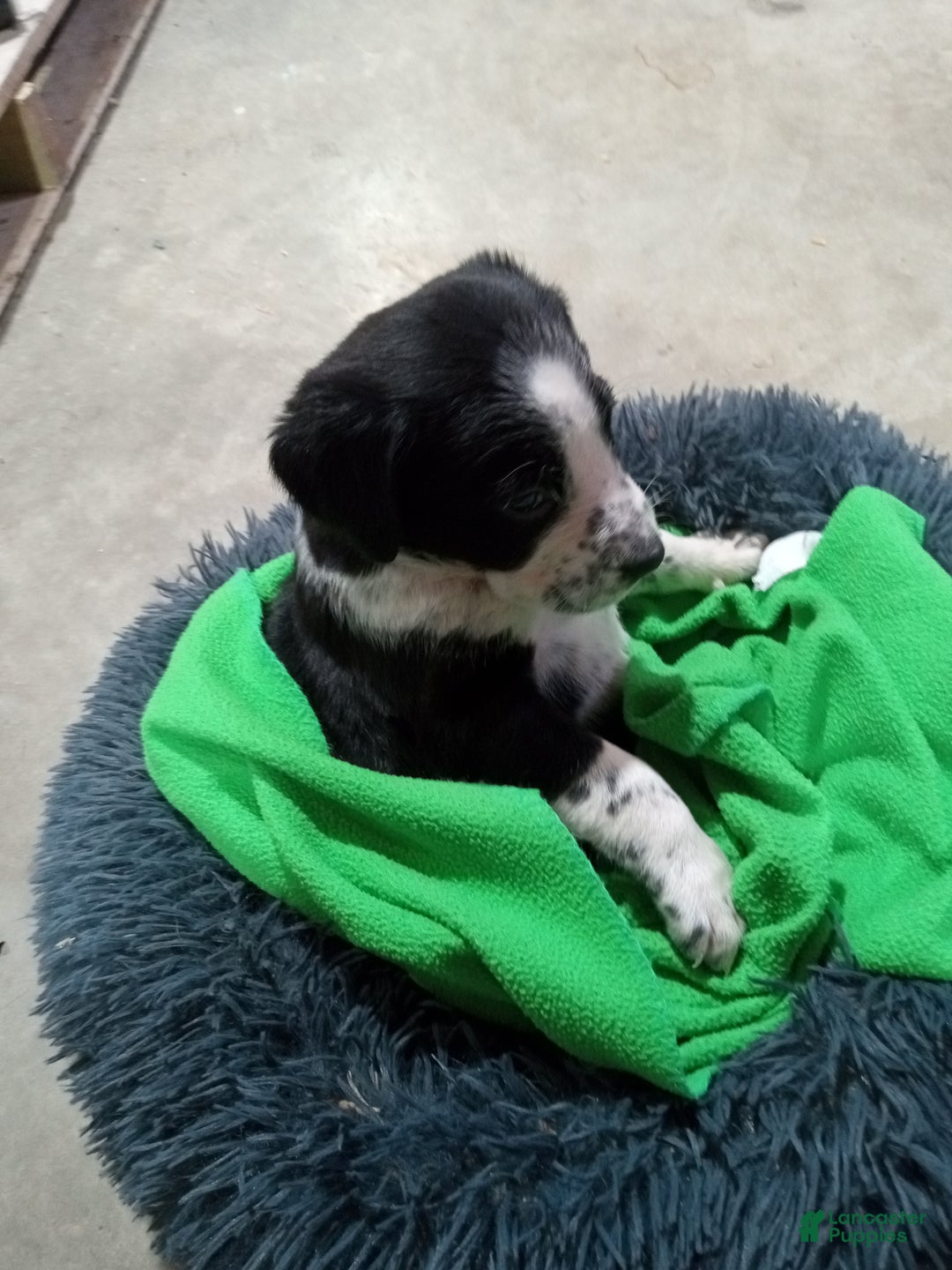 Mixed Breed dogs for sale: Dora - Ad 5