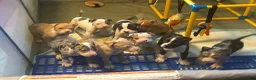 American Bully dogs for sale: American Bully 4 - Ad 3
